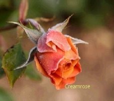Autumn Rose (가을의 장미) - Ernesto Cortazar