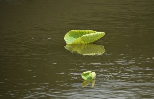 관곡지-2