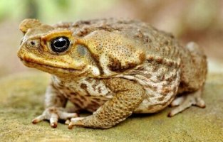 케인토드 (Cane toad)