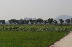 시흥 관곡지 연꽃