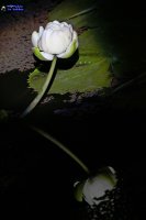 관곡지(시흥)