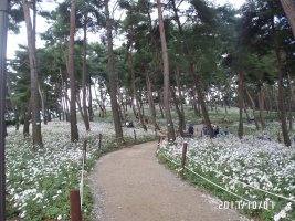 정읍구절초 축제