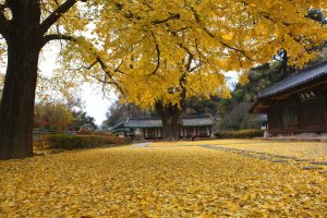 전주 향교 은행나무