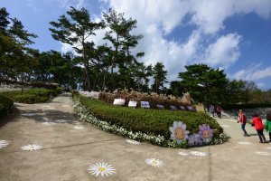 정읍 구절초 축제