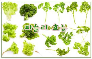 파슬리 효능 알고나면 더 좋아요~