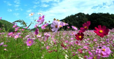 정읍 축제/정읍 구절초축제/옥정호 구절초 테마공원