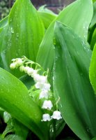 은방울꽃(Lily of the Valley)