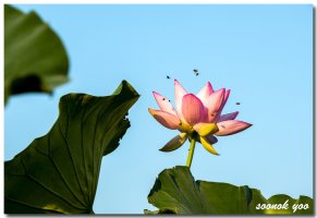 2019년8월3일~~관곡지연꽃