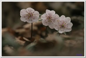 변산 바람꽃