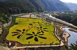 정읍 구절초 축제와 물돌이