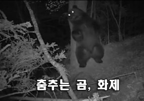 [영상] 춤추는 곰, 화제