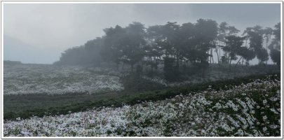 정읍 구절초 축제