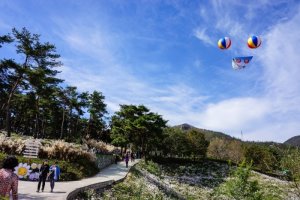 제7회 정읍 구절초 축제에 다녀왔습니다.