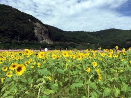 10월 번개여행 정읍 구절초 축제