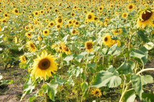 정읍구절초축제