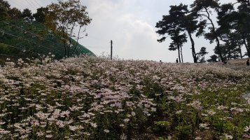 정읍 구절초 축제