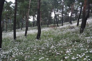 정읍 구절초 축제~