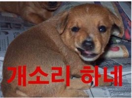 임금님의 해구신