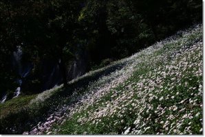 정읍 구절초 축제