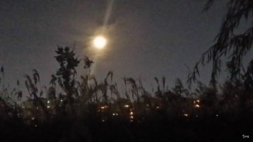 이태준_달밤