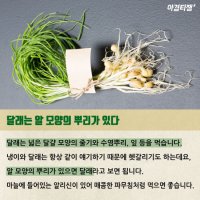 봄철나물 냉이와 달래