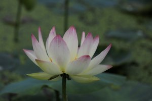 관곡지 입니다