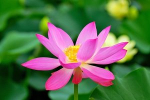여행정보 / 官谷池 (관곡지)