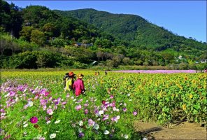 정읍 구절초 축제!