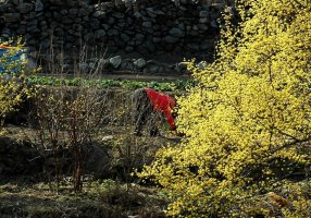 산수유꽃을 보며[조창환]