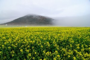 제주도 한달살기 _ 축제안내 "제주 유채꽃 축제"