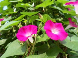 나팔꽃(견우자)의 효능