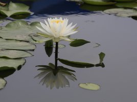 관곡지