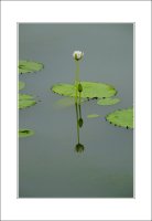 관곡지..10-2