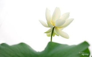 관곡지 연