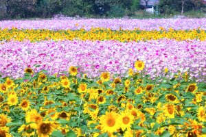 정읍 구절초축제