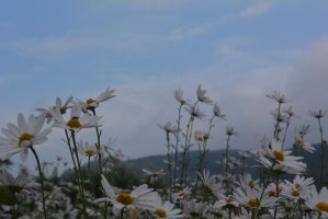 정읍 구절초 축제~