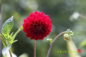 [다알리아] 칼국수집 정원에 핀 다알리아꽃이 참 곱다 / 2013.07.01. 경주