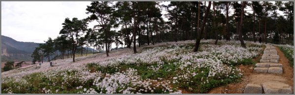 정읍 구절초 축제