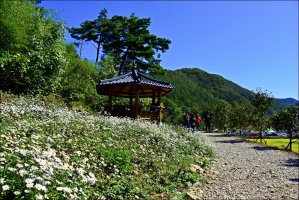 정읍 구절초 축제 [3 ]