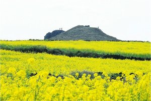 제주도 유채꽃 여행...