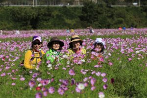 (제25차) 정읍 구절초축제 (2)