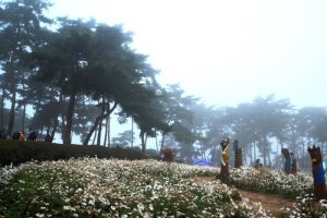 정읍 구절초 축제(1)