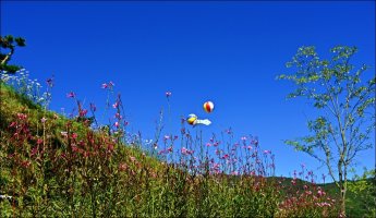 정읍 구절초 축제 [1]