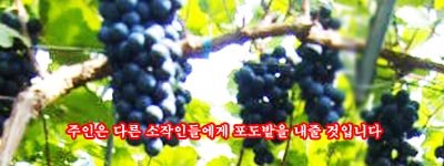 [주일복음(가해) 11-10-02] - 연중 제27주일 / 군인주일(마태 21,33-43)