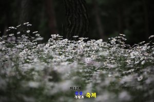 10.05정읍 구절초축제