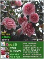 4월 3일. 제주 4.3민중항쟁 희생자 추념일. 한국의 탄생화와 부부 사랑 / 동백나무