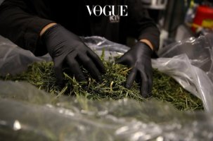 필독! 캐나다 대마초(마리화나)합법화