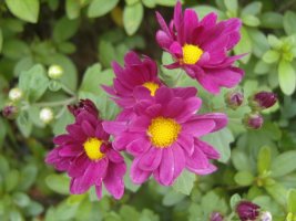 관곡지 연꽃을 둘러보며(2008.08.23)