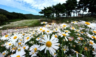 미리 다녀온 정읍 구절초축제장소!