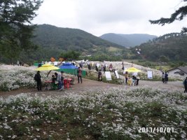 정읍구절초 축제